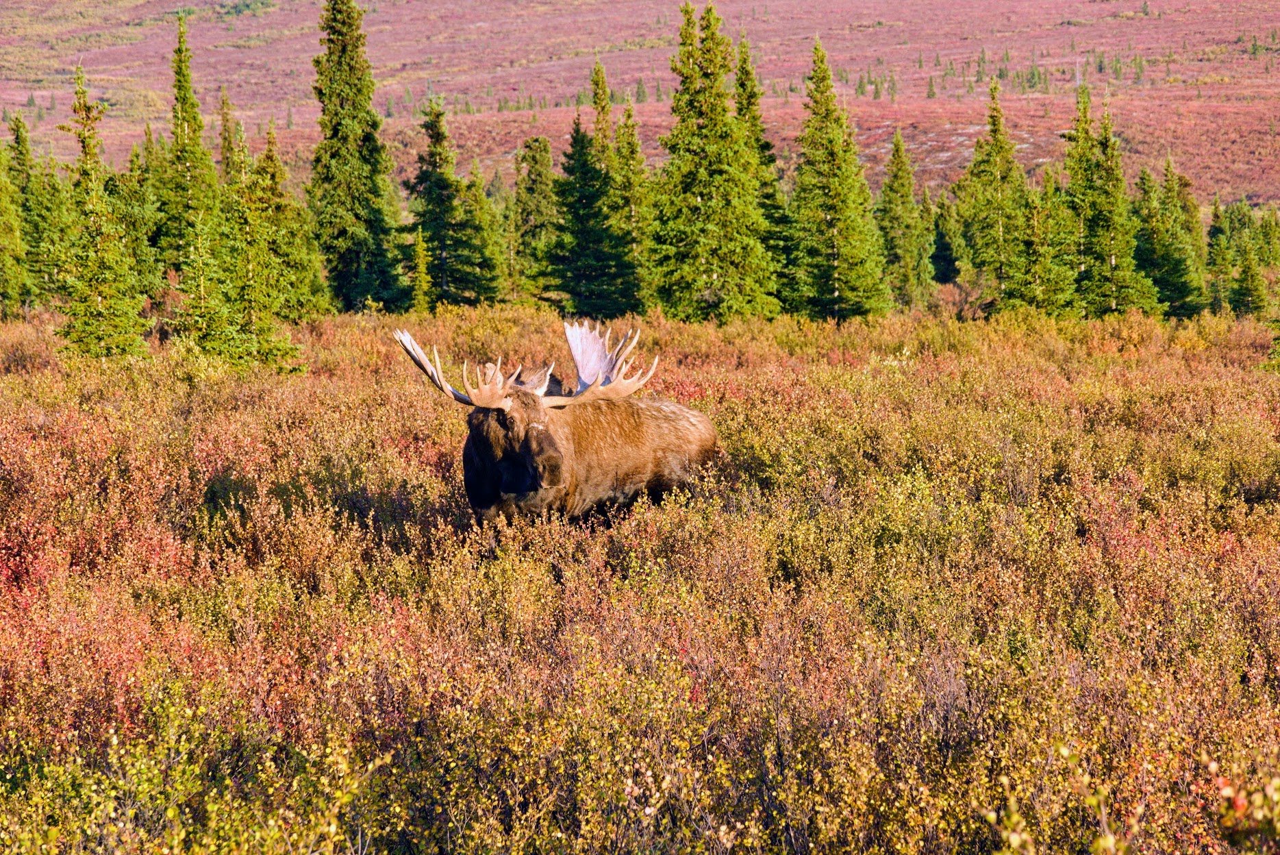 Bull moose near park road, Denali NP