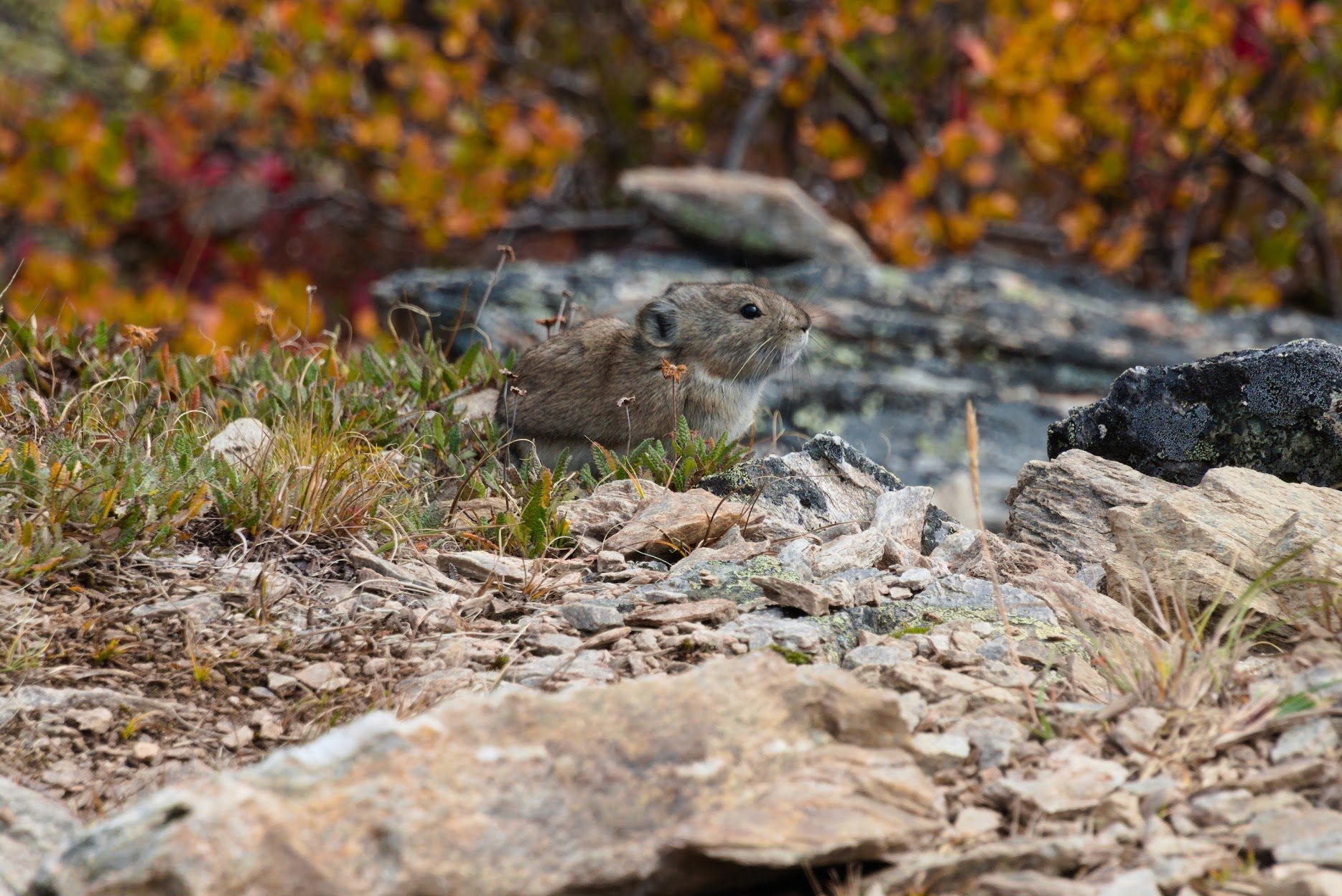 Pika on Savage River loop