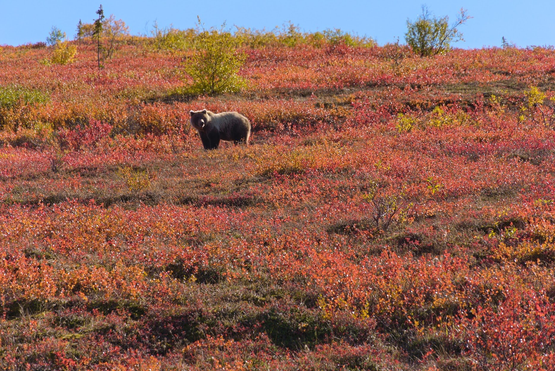 Grizzly along park road, Denali NP