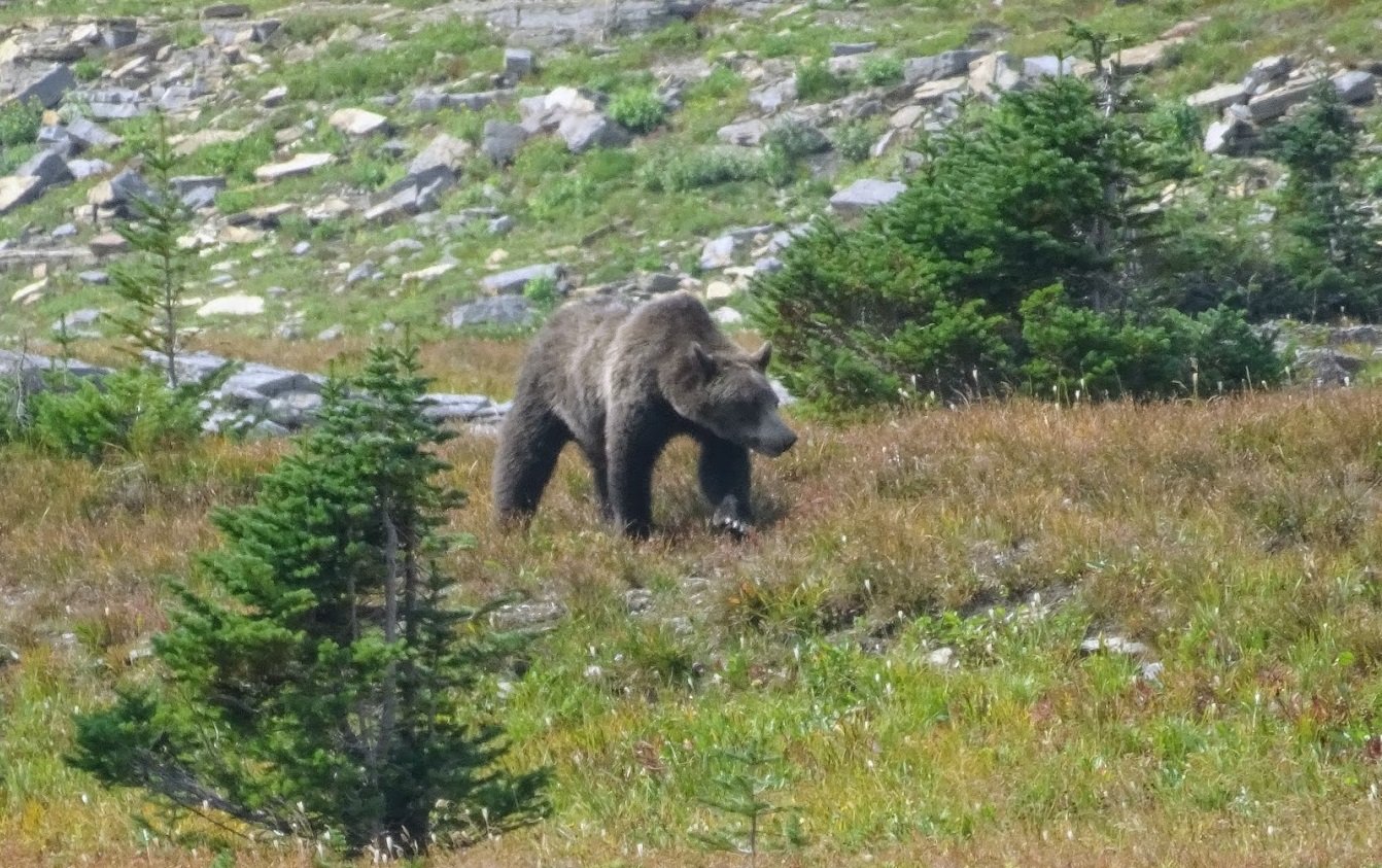 Grizzly in Glacier NP, Montana