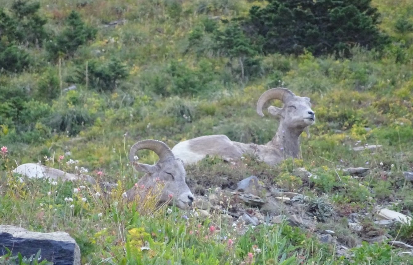 Bighorn sheep, Glacier NP, Montana