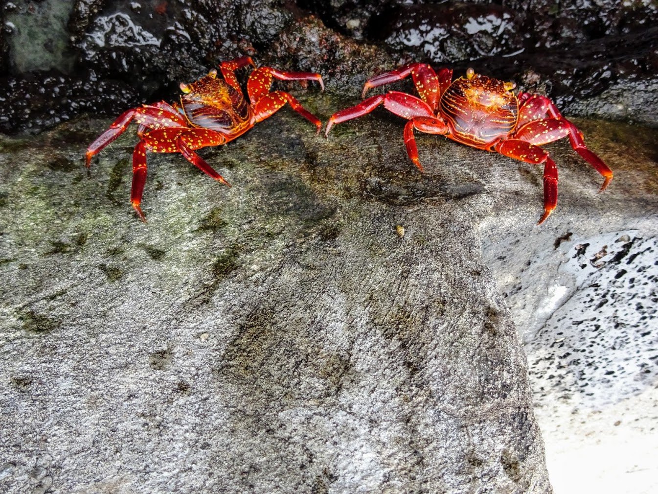 Lightfoot crabs, somewhere in Galapagos, Ecuador