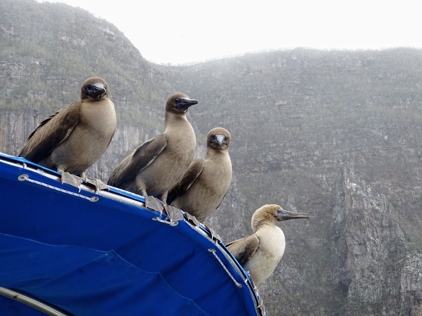 Blue-footed boobies near Darwin Island, Galapagos