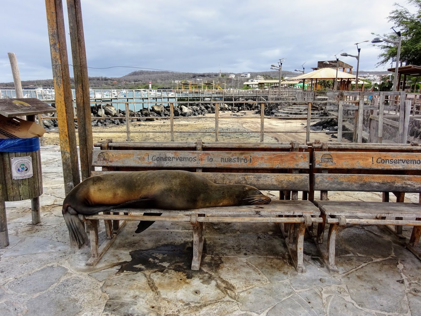 Sealion on public bench, San Cristobal, Galapagos