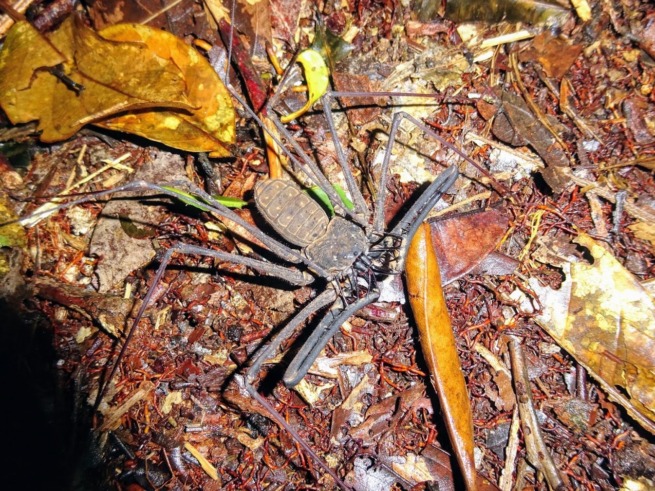 Whip scorpion, Cuyabeno Wildlife Reserve, Ecuador
