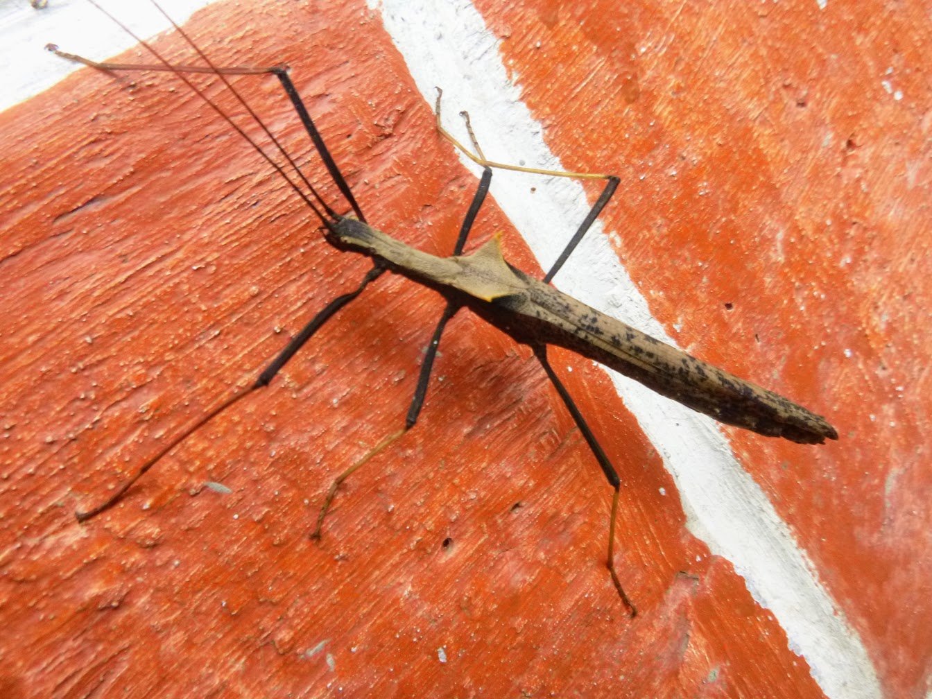 Stick insect, Baños, Ecuador