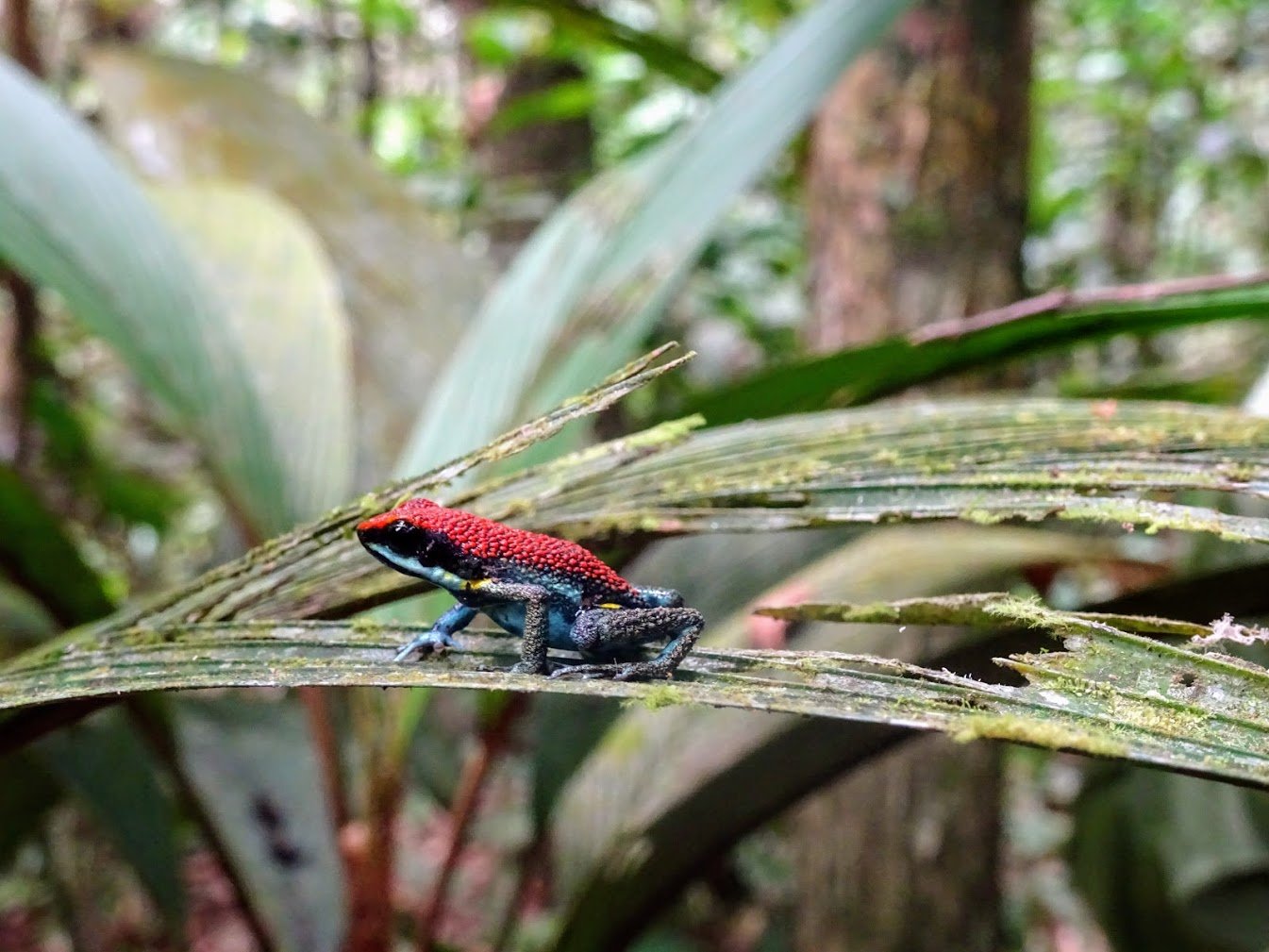 Poison dart frog, Cuyabeno Wildlife ReserveEcuador
