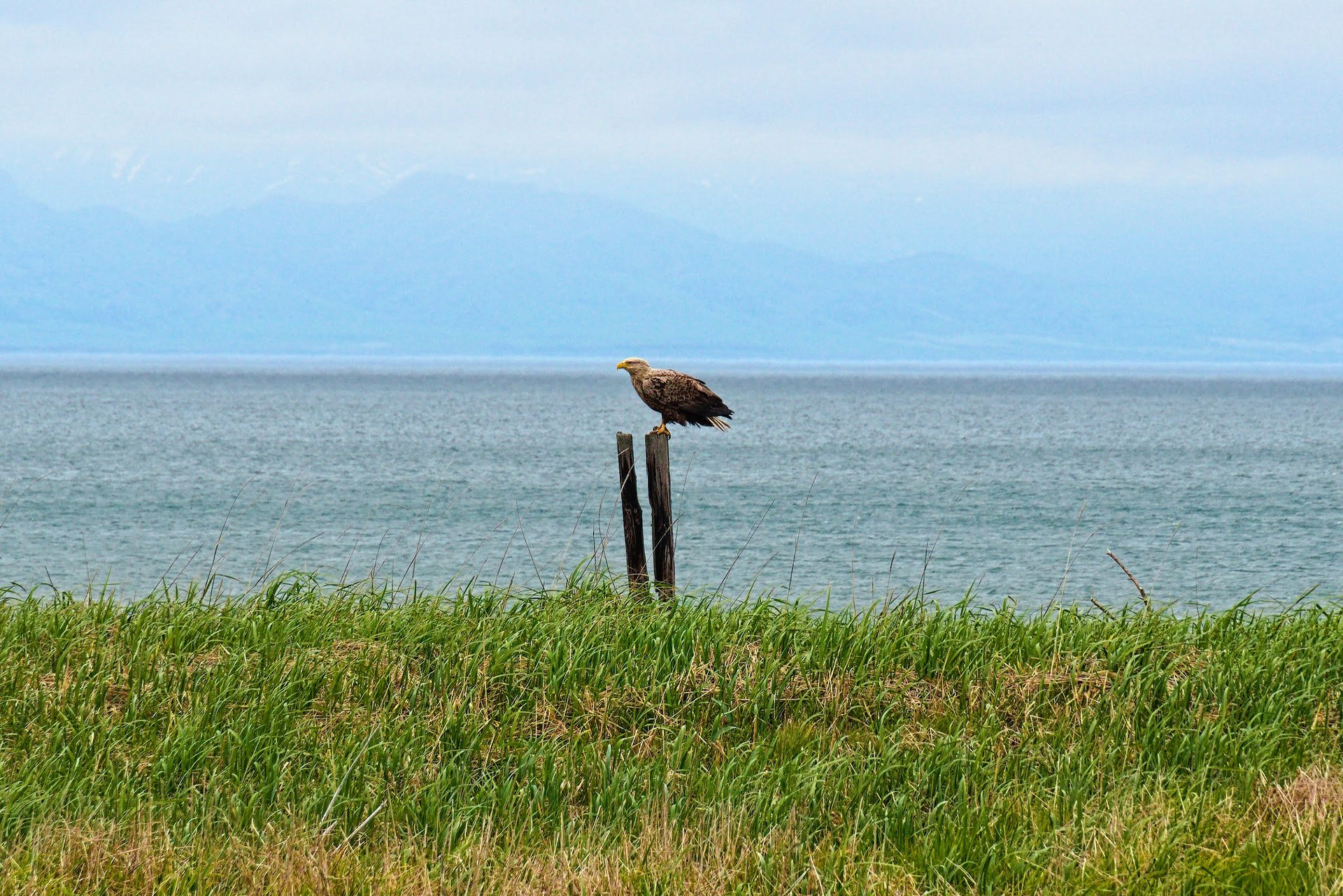 White-tailed eagle (with Russia in the background), Notsuke peninsula