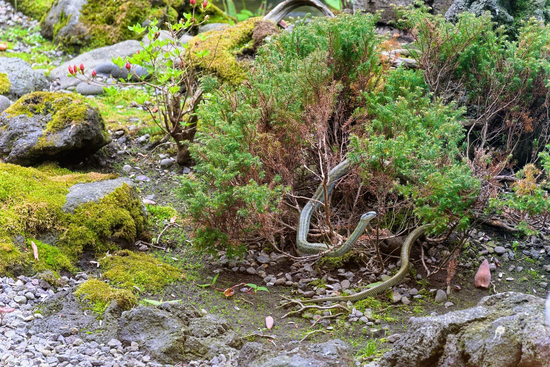 Rat snake, Yuyado Daiichi onsen