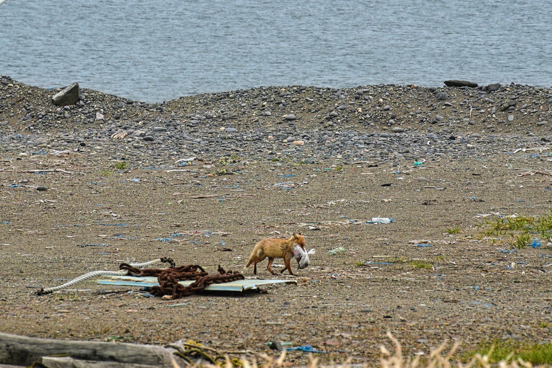 Fox scavenging in abandoned shipyard, Notsuke peninsula
