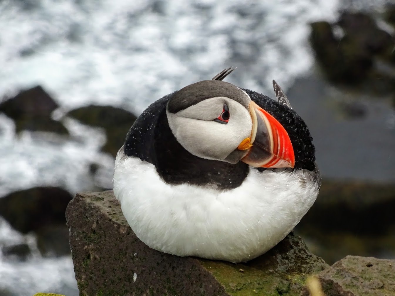 Puffin, Westfjords