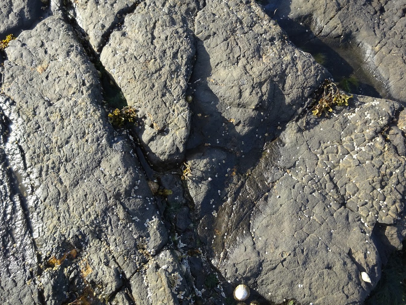 Dinosaur footprint at An Corran beach