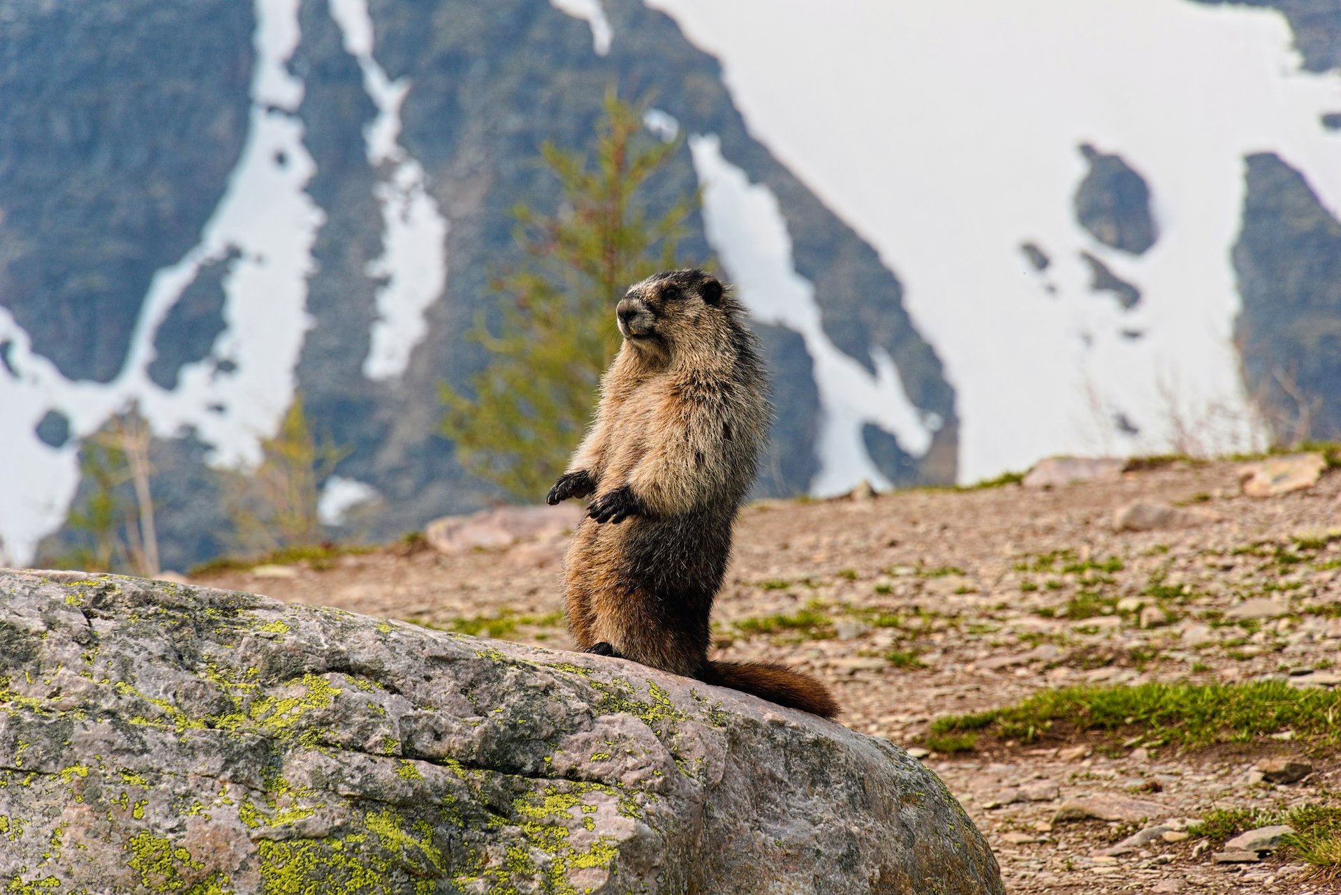 Marmot in Larch Valley