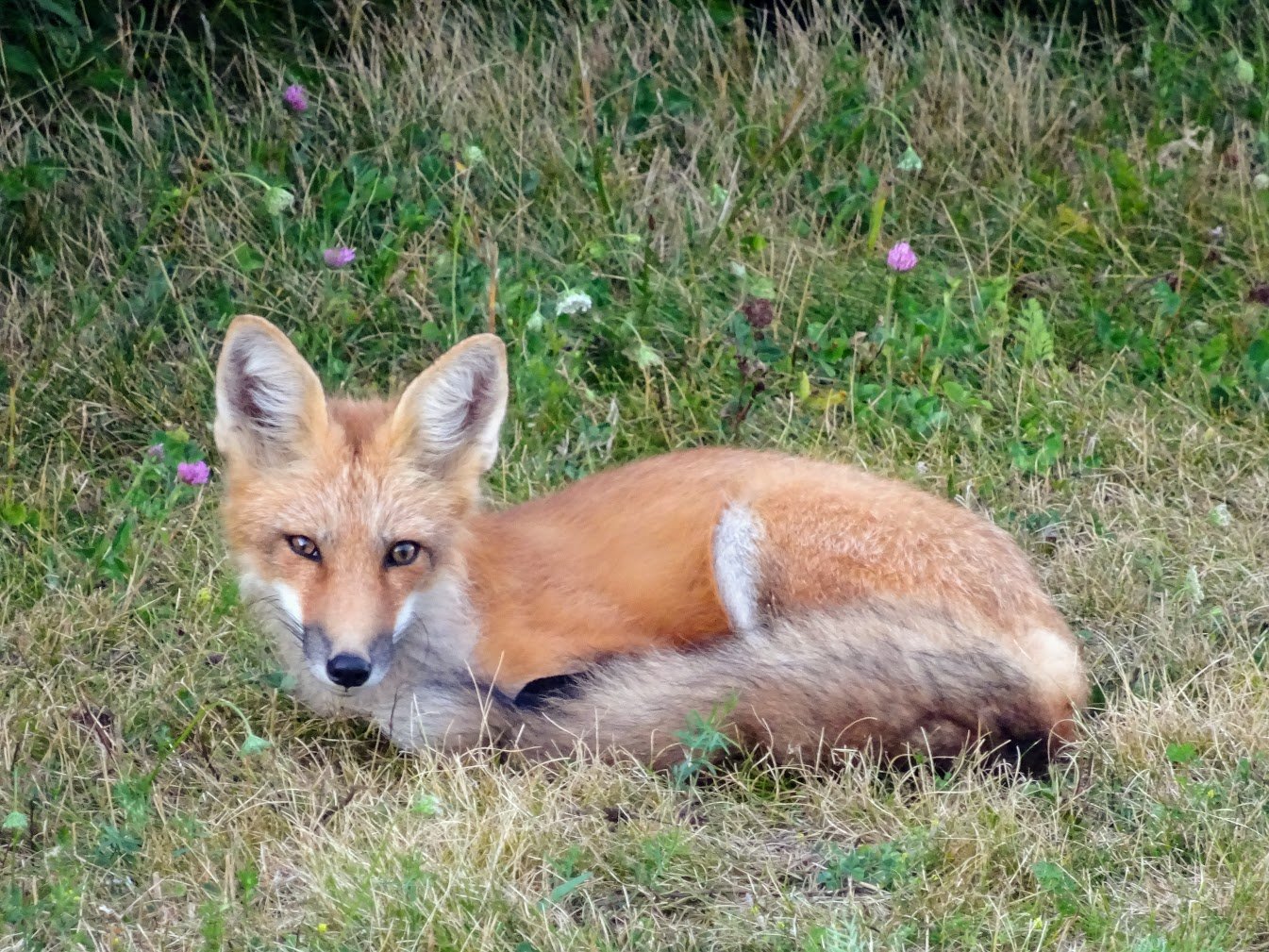 Fox in Green Gables Heritage Place, PEI