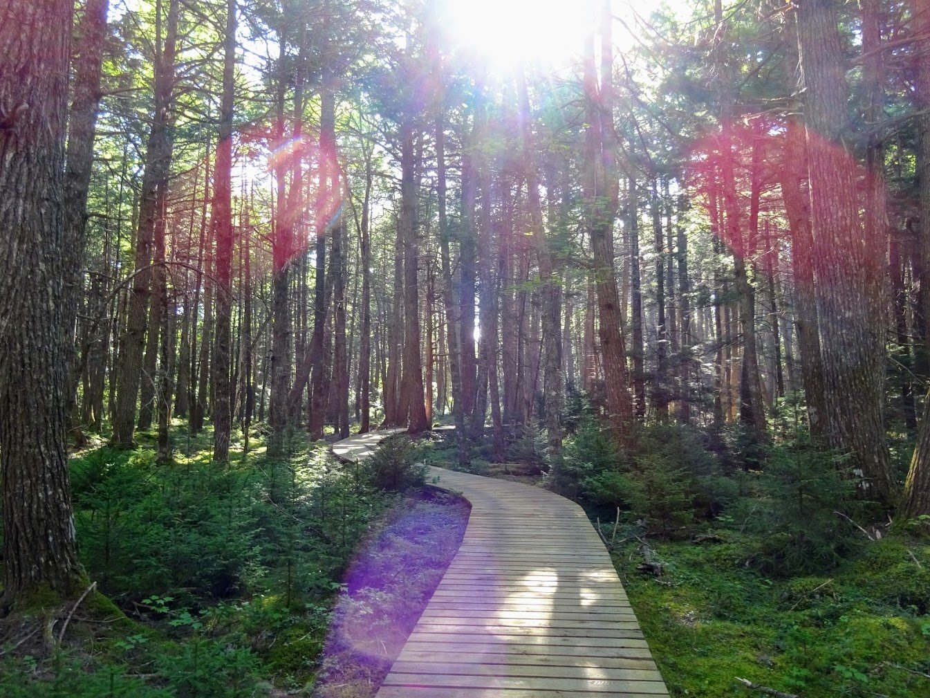 Boardwalk in Kejimkujik NP, NS