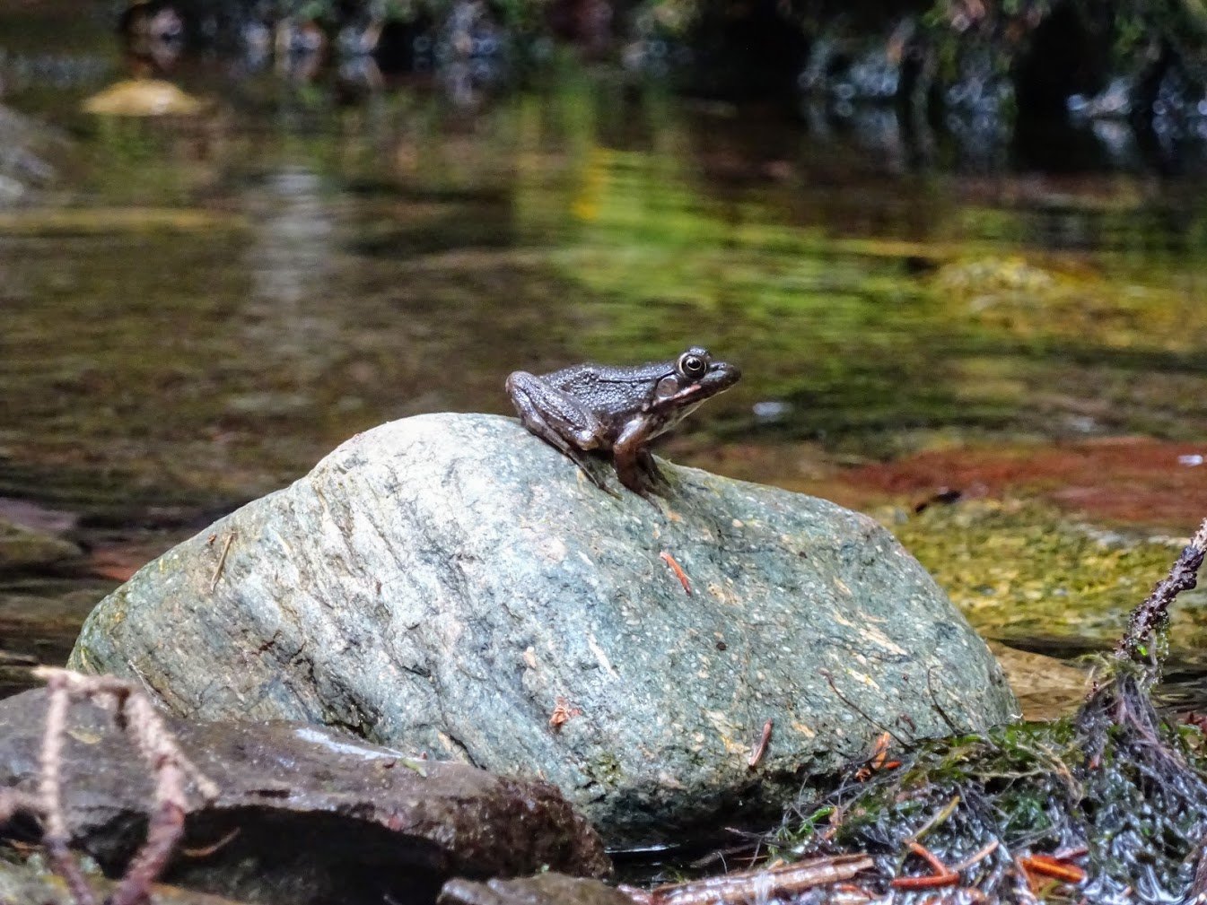 Frog in Fundy NP, NB