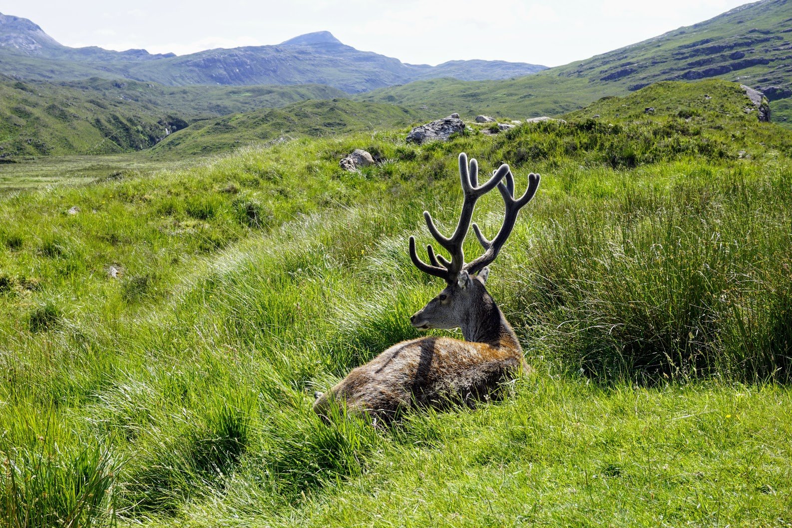 Deer near Ben Eighe car park, Torridons