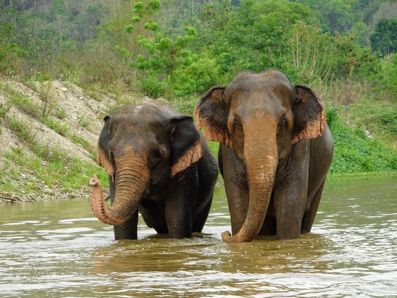 Elephant sanctuary near Chiang Mai, Thailand