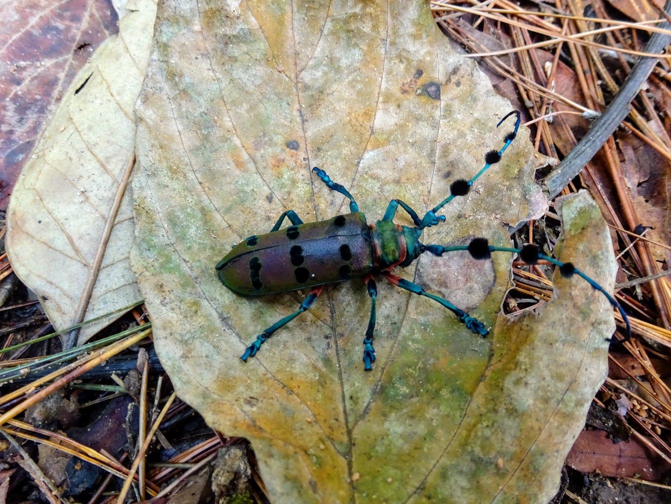 Tufted longhorn beetle, Chiang Mai, Thailand