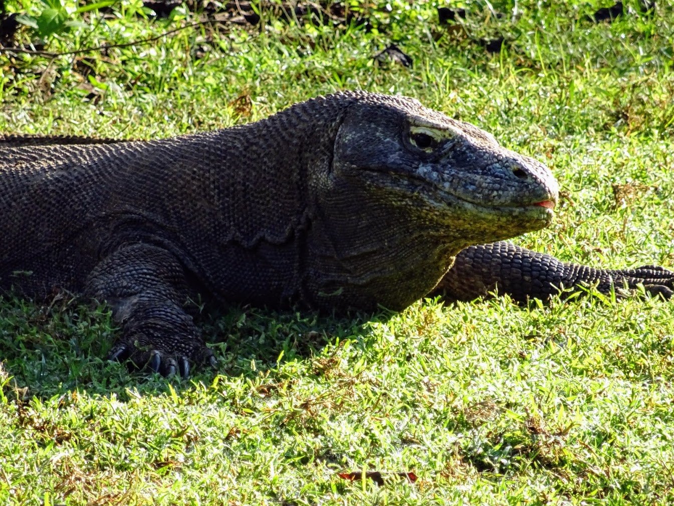 Komodo dragon, Komodo NP, Indonesia