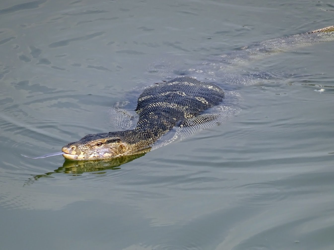 Monitor lizard, Bangkok, Thailand