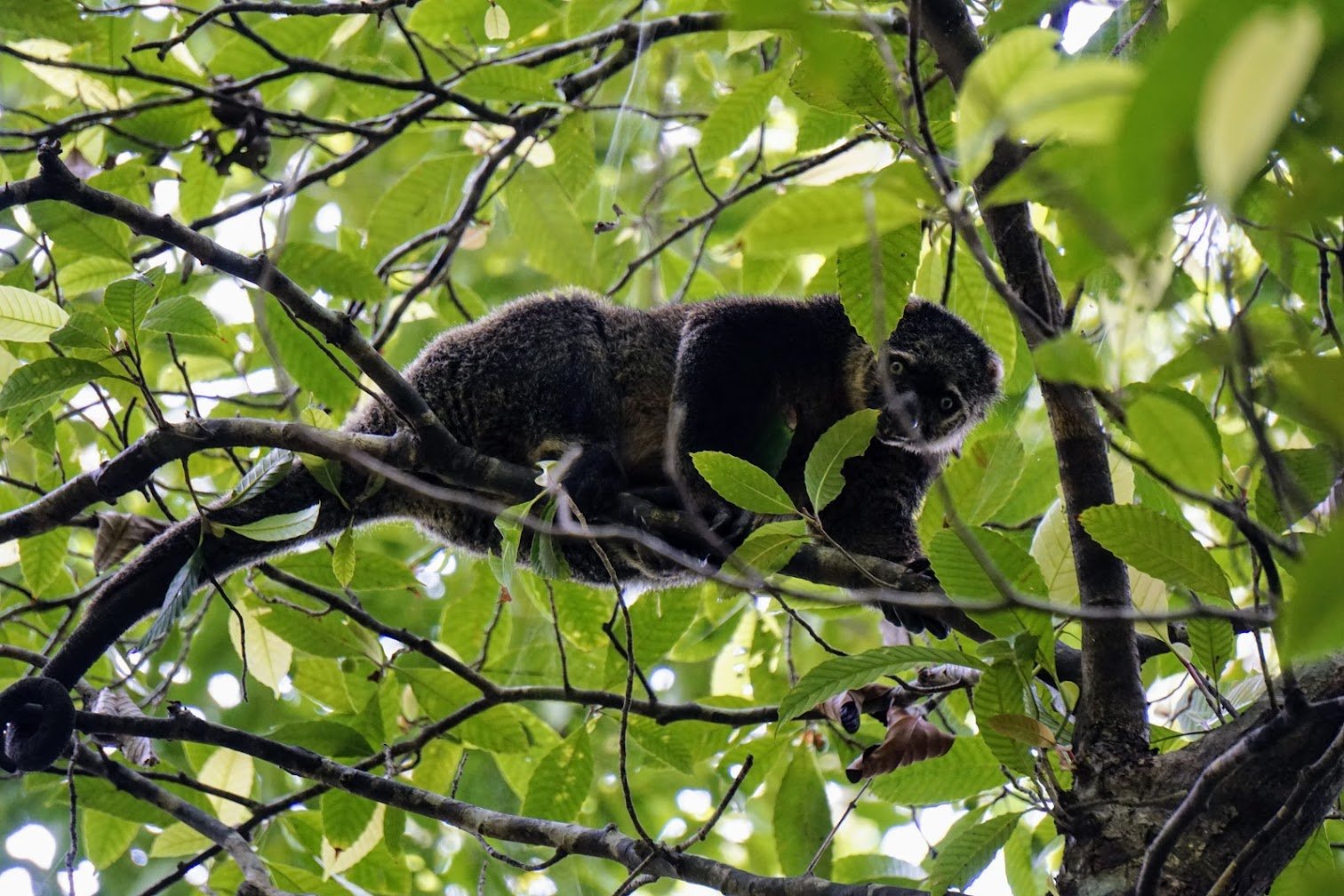 Bear Cuscus in Tangkoko NP