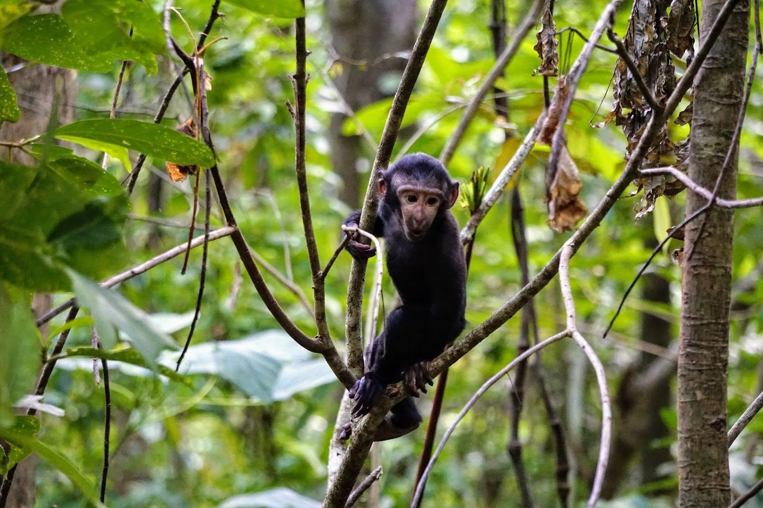 Baby monkey in Tangkoko NP