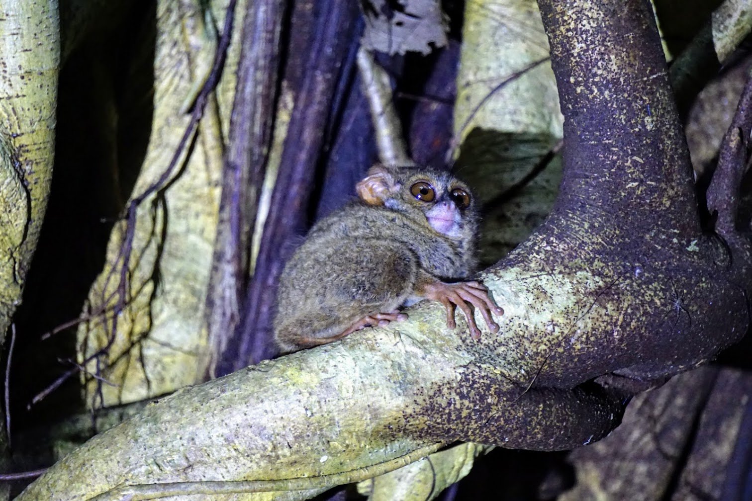 Tarsier in Tangkoko NP