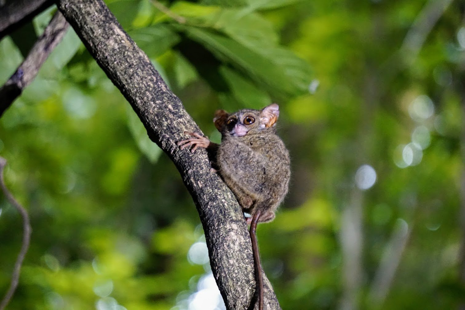 Tarsier in Tangkoko NP