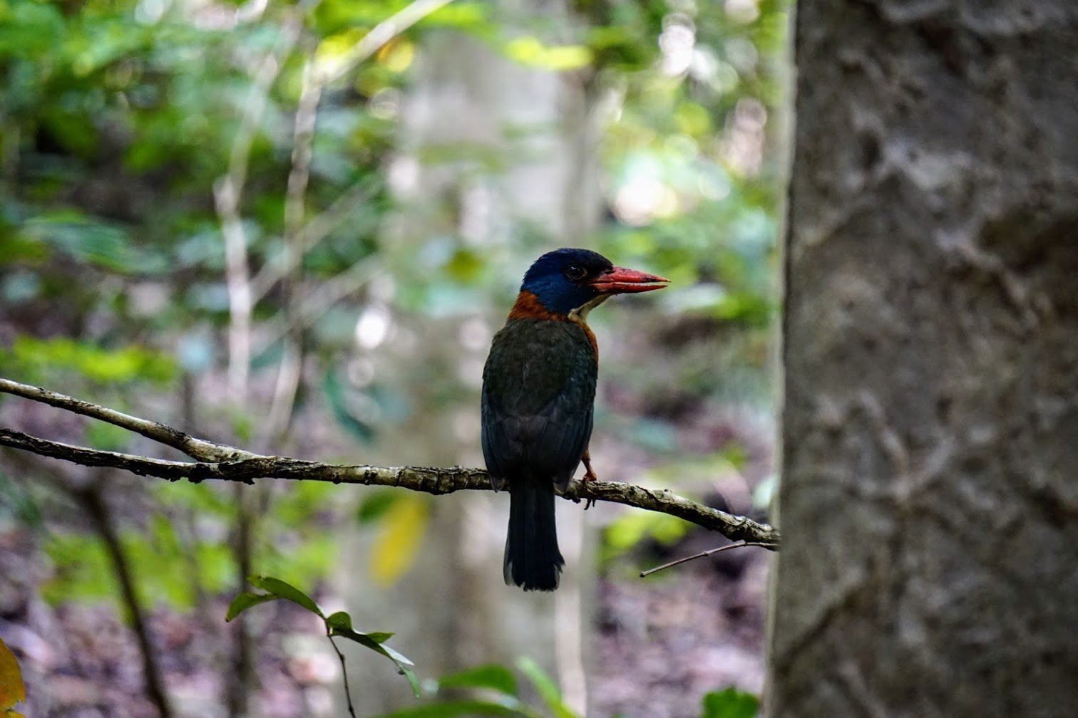 Kingfisher in Tangkoko NP